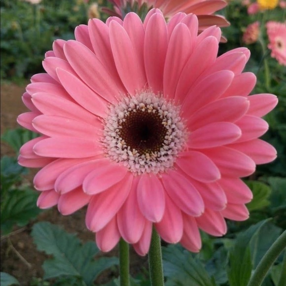 Meet your Posher, Suzan - Picture 1 of 1